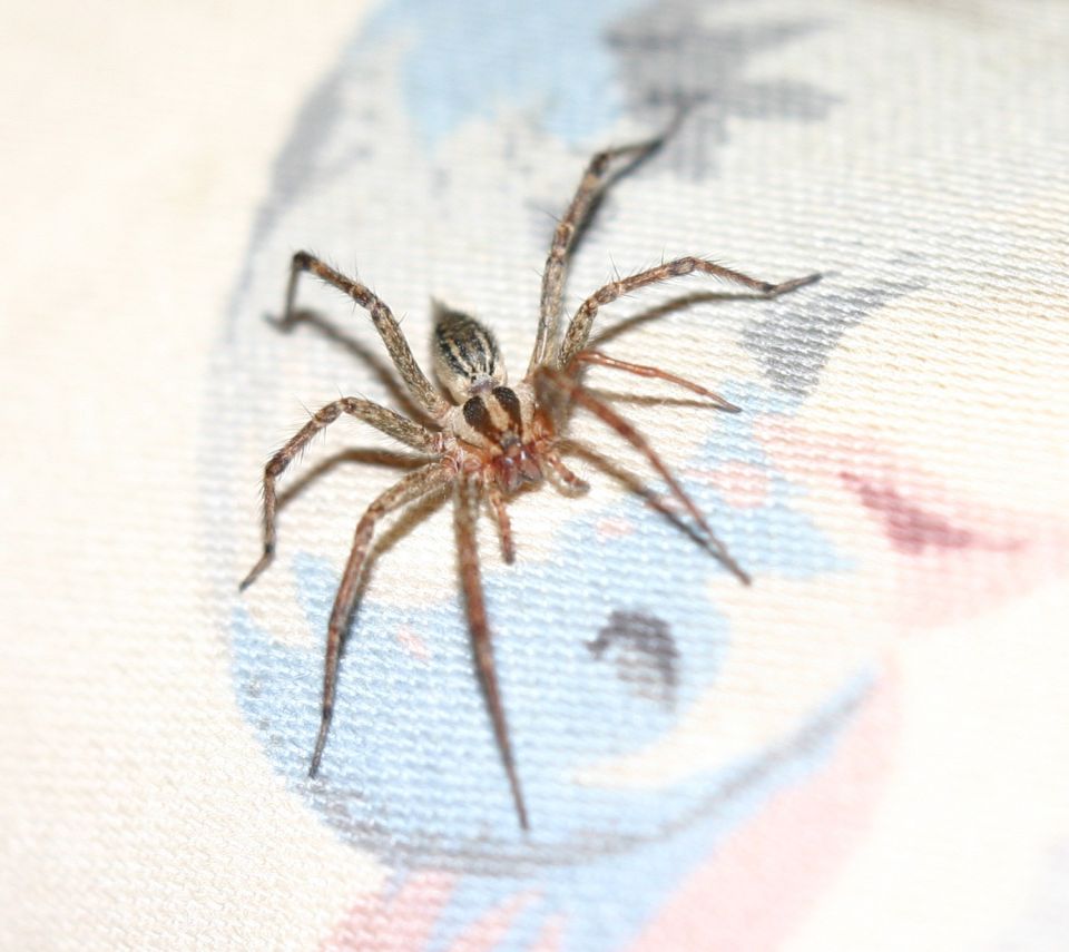 Spider on patterned fabric