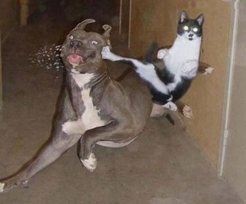 1967 Ford Bronco - A cat is captured in motion, kicking a pit bull dog. The dog appears surprised.