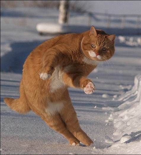1967 Ford Bronco - An orange cat leaps through the snow, its body angled as it moves across the icy ground.