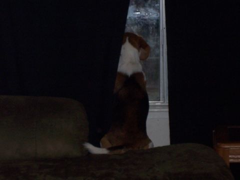 1991 Ford Bronco - A dog peers out a window, partially obscured by dark curtains.