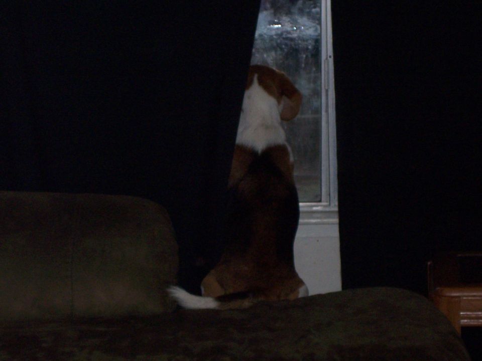 Dog standing on couch, looking out window through curtains