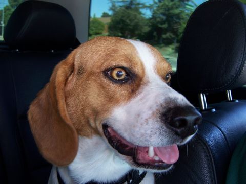 1991 Ford Bronco - A beagle dog sits in the back seat of a car, with its head turned to the side.