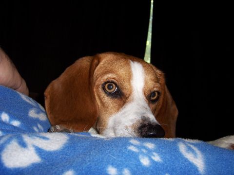 1991 Ford Bronco - A beagle dog with brown and white fur looks curiously over the edge of a blue blanket.