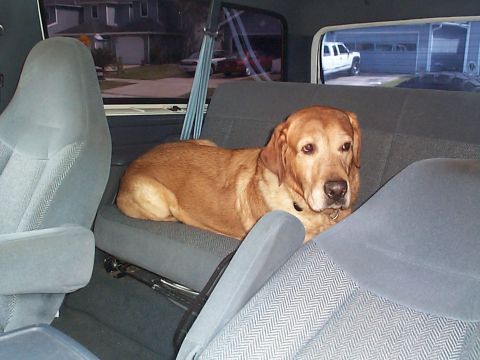 1992 Ford Bronco - A golden Labrador rests on the back seat of a vehicle, with a view of houses and a white truck through the windows.