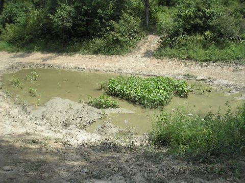 2002 Ford Sport Trac - A muddy puddle with vegetation in the center sits on a dirt path surrounded by trees and brush.