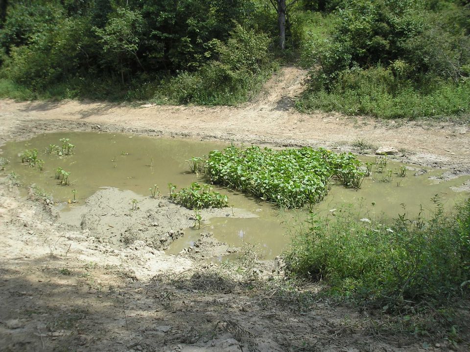 muddy puddle with plants in the middle, surrounded by dirt and greenery