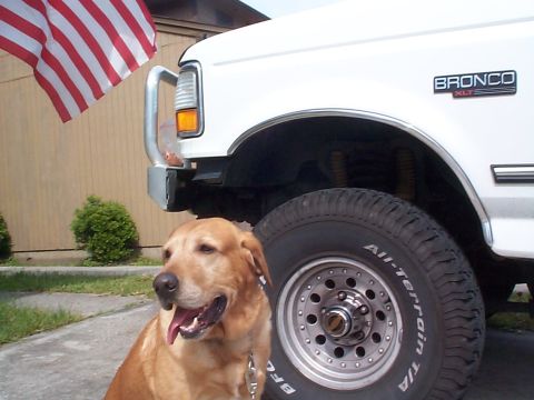 1992 Ford Bronco - My wheeling buddy Tuco 6 year old Yellow Lab, he loves going for rides.