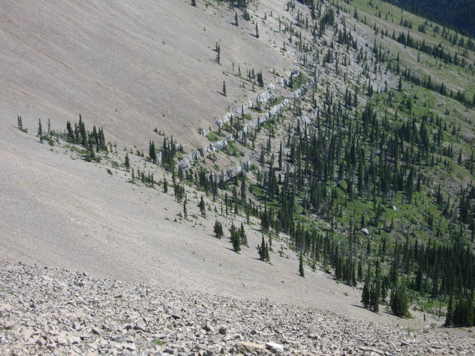 Mountain slope with scree, sparse trees on the left, and a dense forest on the right