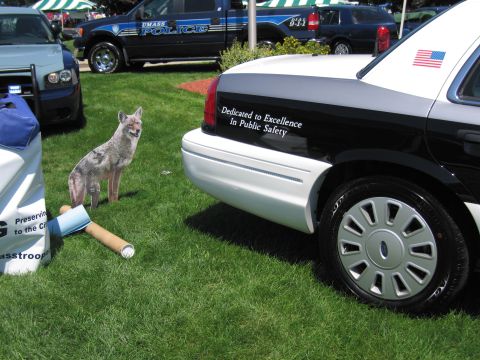 1991 Ford LTD Crown Victoria - rear of a black-and-white Ford police cruiser reading 'Dedicated to Excellence In Public Safety' beside a coyote cutout on grass.