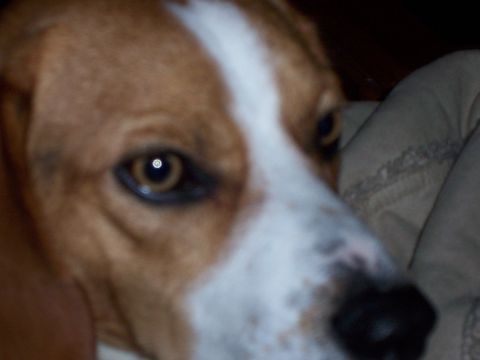 1991 Ford Bronco - A dog's face is shown in a close-up shot, with its brown eyes and white markings visible.
