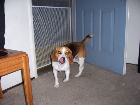 1991 Ford Bronco - A beagle dog stands in front of a blue door, with its tongue sticking out.
