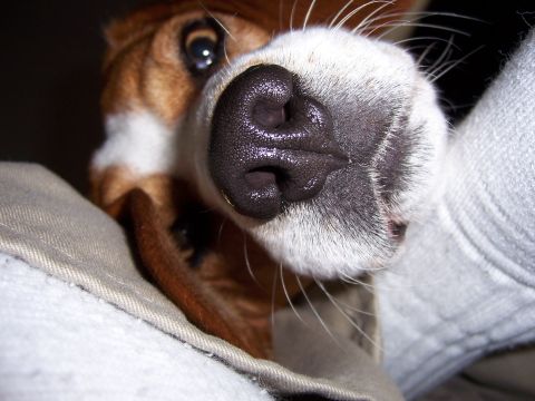 1991 Ford Bronco - A dog's nose and eye are shown in extreme close-up, with soft fabric in the foreground.