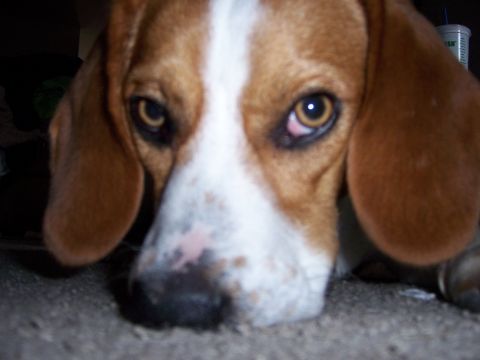1991 Ford Bronco - A beagle dog with brown and white fur rests its head on the floor, looking directly at the camera.
