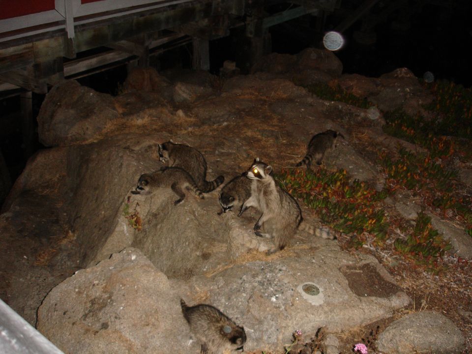 Several raccoons on rocks at night.
