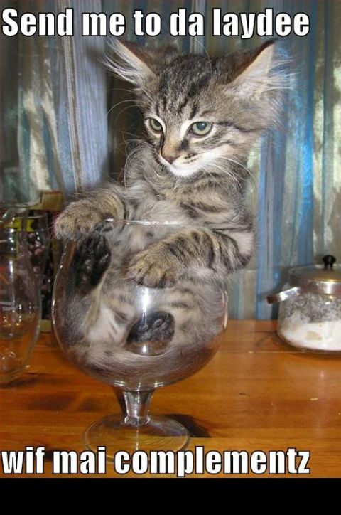 1988 Mercury Grand Marquis - A kitten is sitting inside a large wine glass. The kitten is looking to the side with its ears perked up.