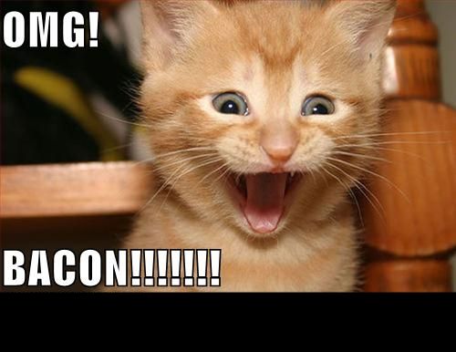 Orange kitten with mouth open, looking excited, with text "OMG!" and "BACON!!!!!!!".