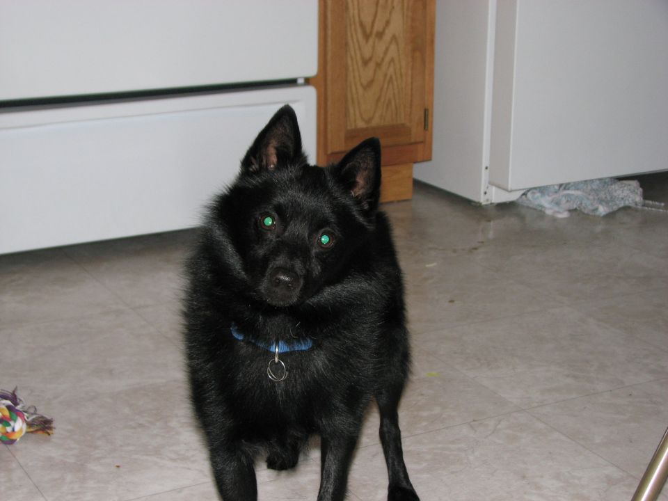 Black dog with green eyes standing on a tiled floor.