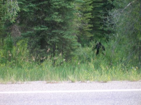 1996 Ford Bronco - A black bear is visible in the tall grass beside a wooded area.