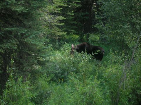 1996 Ford Bronco - A moose is seen foraging in a lush, wooded area.
