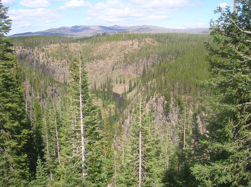 Forest scene with canyon and mountains under a blue sky