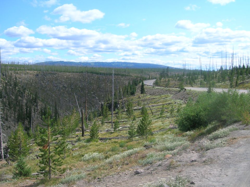 Mountain landscape with a winding road through a valley with scattered trees and evidence of a past fire