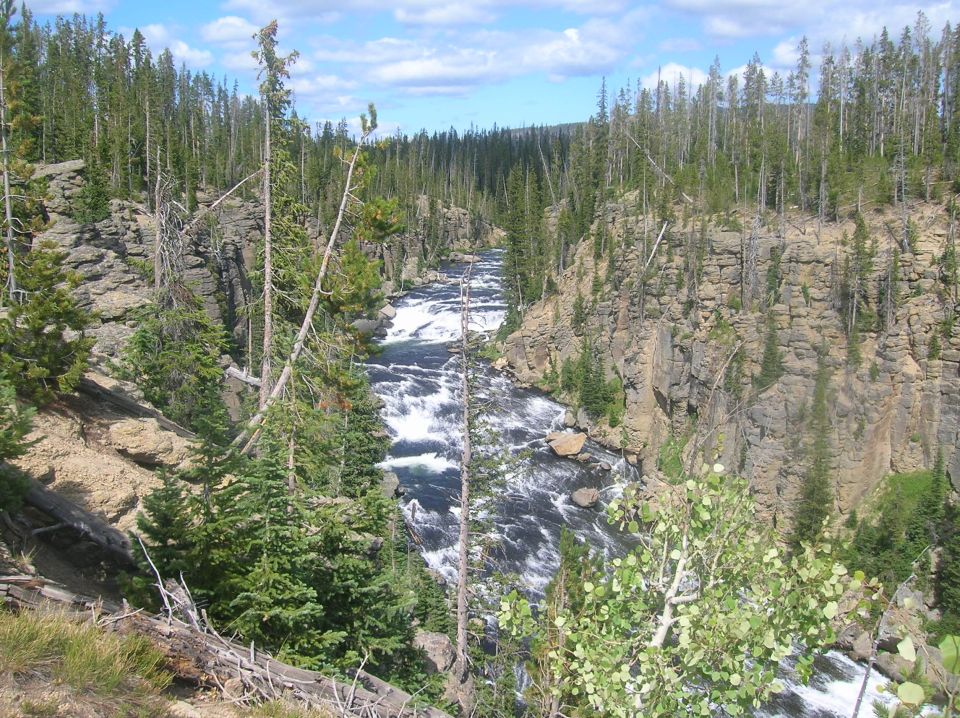 River flowing through a rocky canyon with pine trees on the sides
