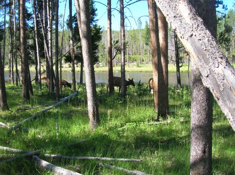1996 Ford Bronco - Several elk are visible near a riverbank, surrounded by trees and lush green grass.