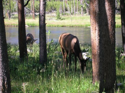 1996 Ford Bronco - Elk forage near a tranquil riverbank, surrounded by the natural beauty of a forest.