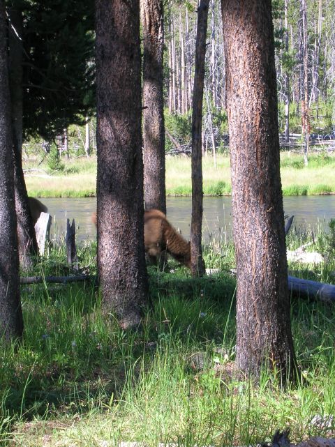 1996 Ford Bronco - A bison grazes near a river, surrounded by trees and tall grass.