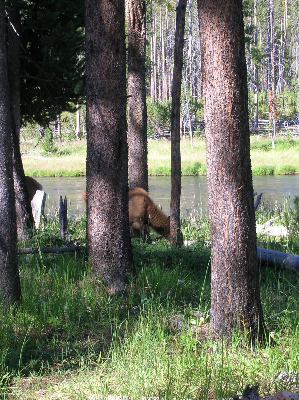 Bison grazing by a river in a forest, partially obscured by trees