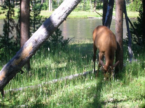 1996 Ford Bronco - An elk grazes peacefully in a sun-dappled meadow beside a calm river, surrounded by trees and tall grass.