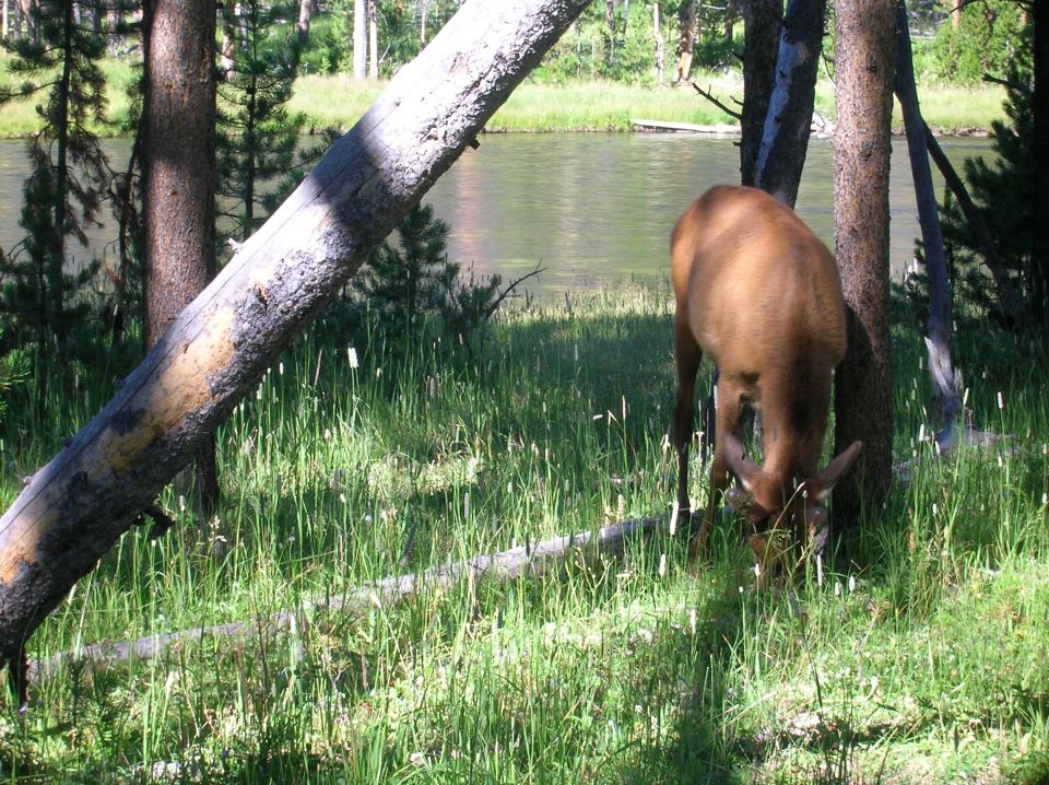 Elk grazing in a grassy area next to a river, with trees and a fallen log