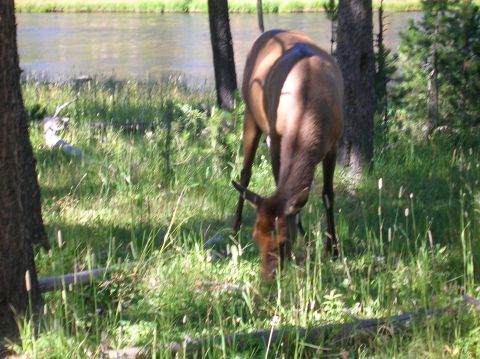 1996 Ford Bronco - An elk grazes peacefully by a riverbank, surrounded by trees and tall grass.