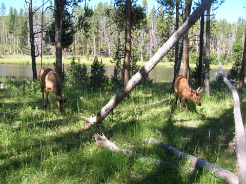 1996 Ford Bronco - Elk forage near a body of water surrounded by a forest.