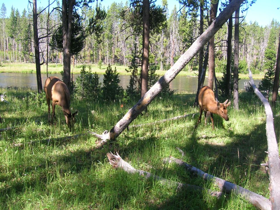 Two elk graze in a grassy area near a river, with trees in the background