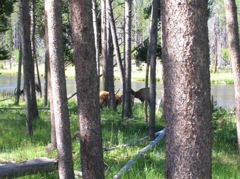1996 Ford Bronco - Elk are seen grazing in a grassy area next to a river, partially obscured by trees.