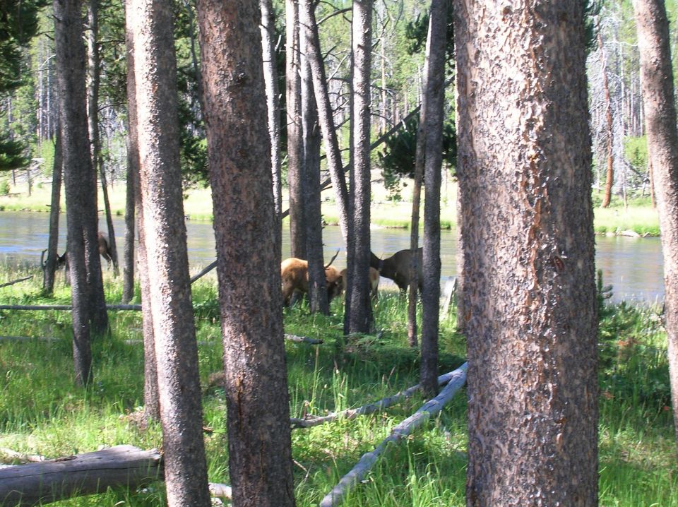 Elk graze near a river through a forest of pine trees