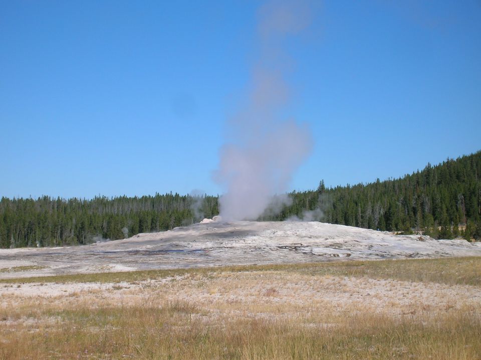 Old Faithful geyser erupting with steam against a blue sky and pine forest