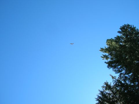 1996 Ford Bronco - A bird soars through a bright blue sky, with the upper branches of a tree visible on the right side of the frame.