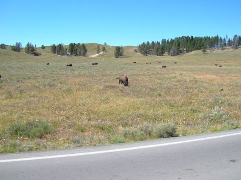 1996 Ford Bronco - A herd of bison graze in a grassy meadow under a clear blue sky. In the foreground, a paved road with a white line runs along the bottom of…