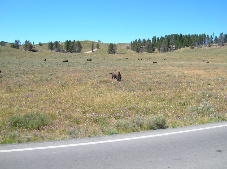 Bison grazing in a meadow with a road in the foreground.