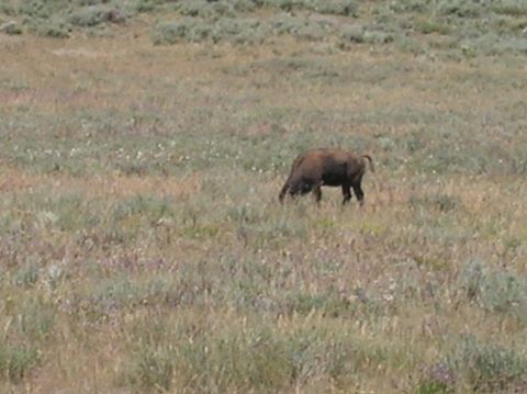 1996 Ford Bronco - A lone bison grazes in a dry, grassy field with scattered small flowers and low brush in the background.