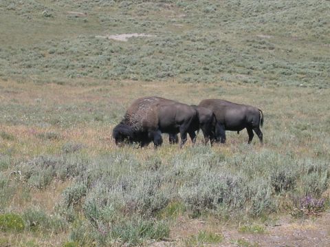1996 Ford Bronco - Two bison graze in a grassy field with sagebrush.