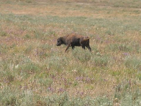 1996 Ford Bronco - A lone bison walks through a grassy field dotted with small purple flowers.