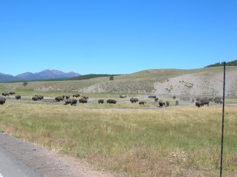 1996 Ford Bronco - A herd of bison graze in a grassy field with rolling hills and mountains in the background under a clear blue sky.