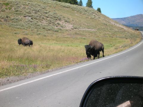 1996 Ford Bronco - Two bison are grazing in a grassy field next to a paved road. One bison is closer to the road and appears to be walking along the shoulder.