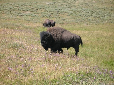 1996 Ford Bronco - A herd of bison graze in a grassy field dotted with small purple flowers. One bison is in the foreground, facing left with its head down.