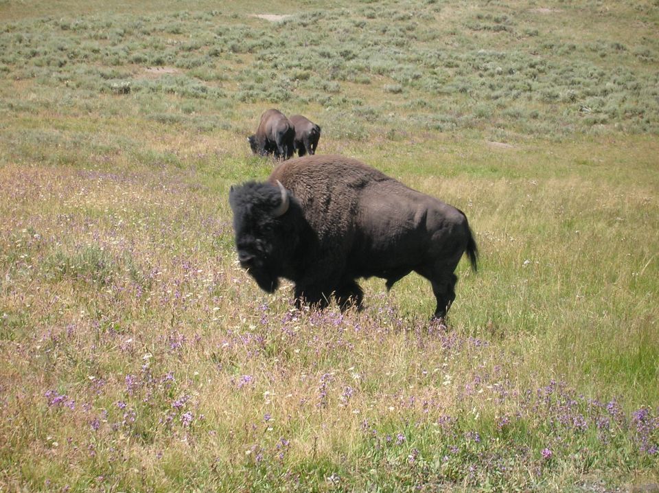 Bison in a field of flowers