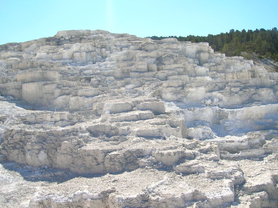 White travertine terraces with a line of pine trees in the background.