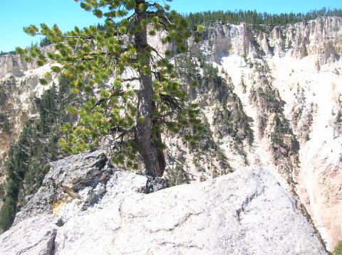 1996 Ford Bronco - A lone pine tree grows from a rocky ledge overlooking a steep canyon with a clear blue sky above.